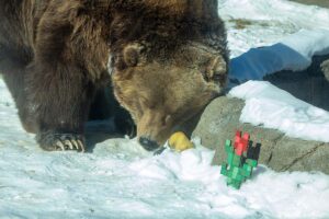 Kodiak-birnirnir fögnuðu afmæli með Minecraft-veislu